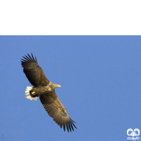 گونه عقاب دریایی دم سفید White tailed Eagle